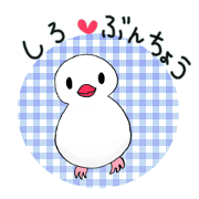 Lovely Java sparrow