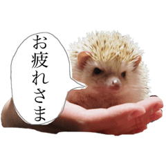 azuki2018