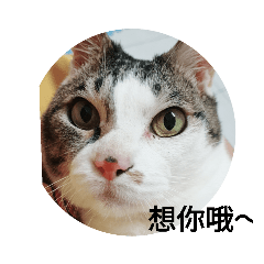 我的阿呆毛小孩