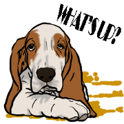 Basset hound 10(dog)
