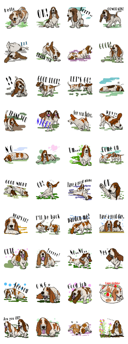 Basset hound 10(dog)