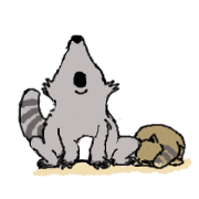the Raccoon