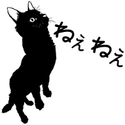 Chaco the black cat
