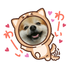 Pomeranian Monaka August 2020