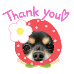 cocoa_20200828000352