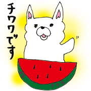 Daily summer of white Chihuahua