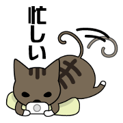 Talk with cats.