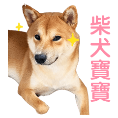 Bao Bao is a Shiba Dog
