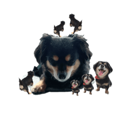 cocoa_20200828132240