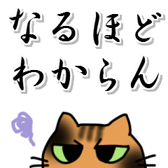 tortoiseshell cat O-chan net slang
