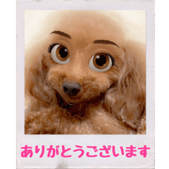 Pretty Dog Polaroid