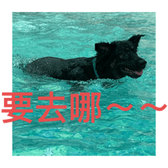 名犬小露寶！