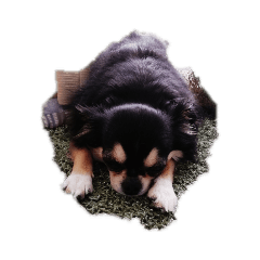 cocoa_20200829130950