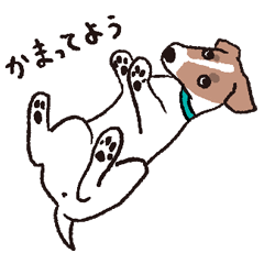 Everyday with Jack Russell Terrier