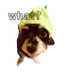 EMILY_20200829193330