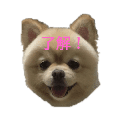 ポメラニアンのココア 柴犬カットのポメ Lineクリエイターズスタンプ Stamplist