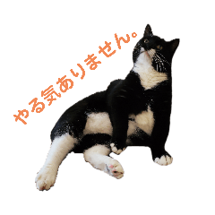 Nekomura_20200830143841