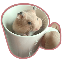 Bichu hamster life