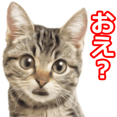 Chori Sticker The Usual Chori Line Stickers Line Store