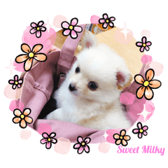 The life of Milky ver.2