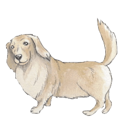 Riku of the miniature dachshund 2.