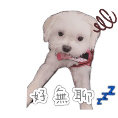 瑪爾濟斯-雪寶⛄️