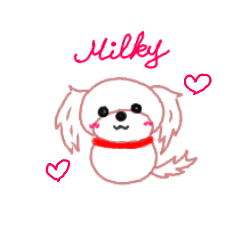 pretty Maltese dog Milky