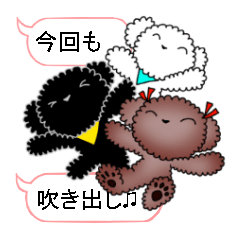 Toy Poodle aroma5