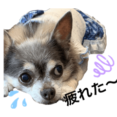 cocoa_20200831215718