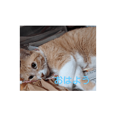 tonton_20200831225220