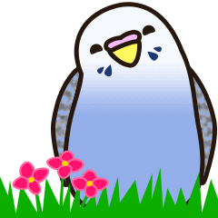 虎皮鸚鵡(動畫)