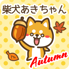 Shiba Akichan in Autumn