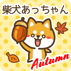 Shiba Atchan in Autumn