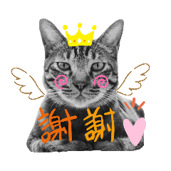 KIKI CAT yu_20200901102849