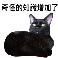 Ugly Black Cat Say