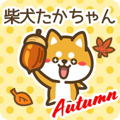 Shiba Takachan in Autumn