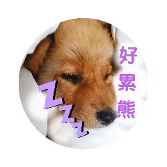 愛睡狗熊sleeping dog