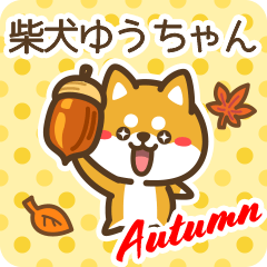 Shiba Yuuchan in Autumn