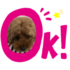 cocoa_20200901213052