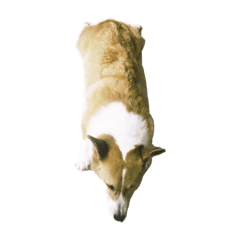 corgi shun