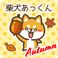 Shiba Akkun in Autumn