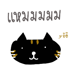 Black head cat