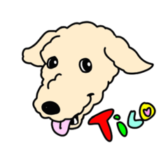 tico_lakelandterrier