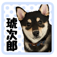 Shibainu  kojiro