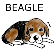 He is a beagle.