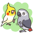Cockatiel and Grey Parrot 2
