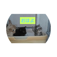 tonton_20200902183544