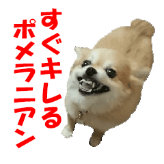 Short Tempered Dog Pomeranian Kota Line Stickers Line Store