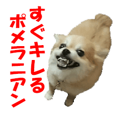 Short Tempered Dog Pomeranian Kota Line Stickers Line Store Short Tempered Dog Pomeranian Kota Line Stickers Line Store