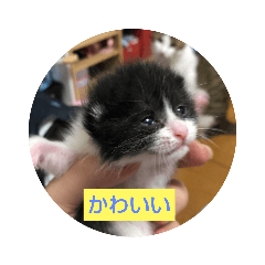 tonton_20200903103623